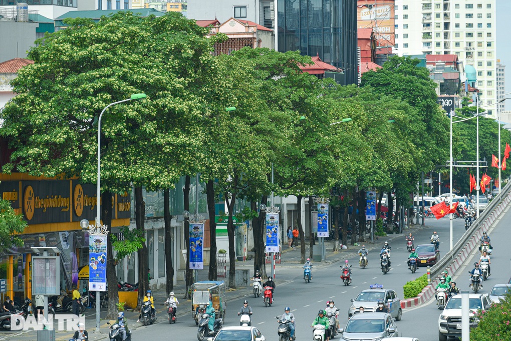 Hà Nội: Đề xuất di dời 80 cây hoa sữa vì mùi hương nồng nặc - 1 Hà Nội: Đề xuất di dời 80 cây hoa sữa vì mùi hương nồng nặc - 1