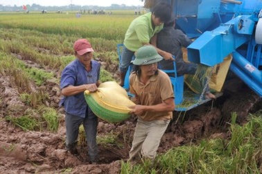 Gạo Việt sẽ đứng đầu thế giới