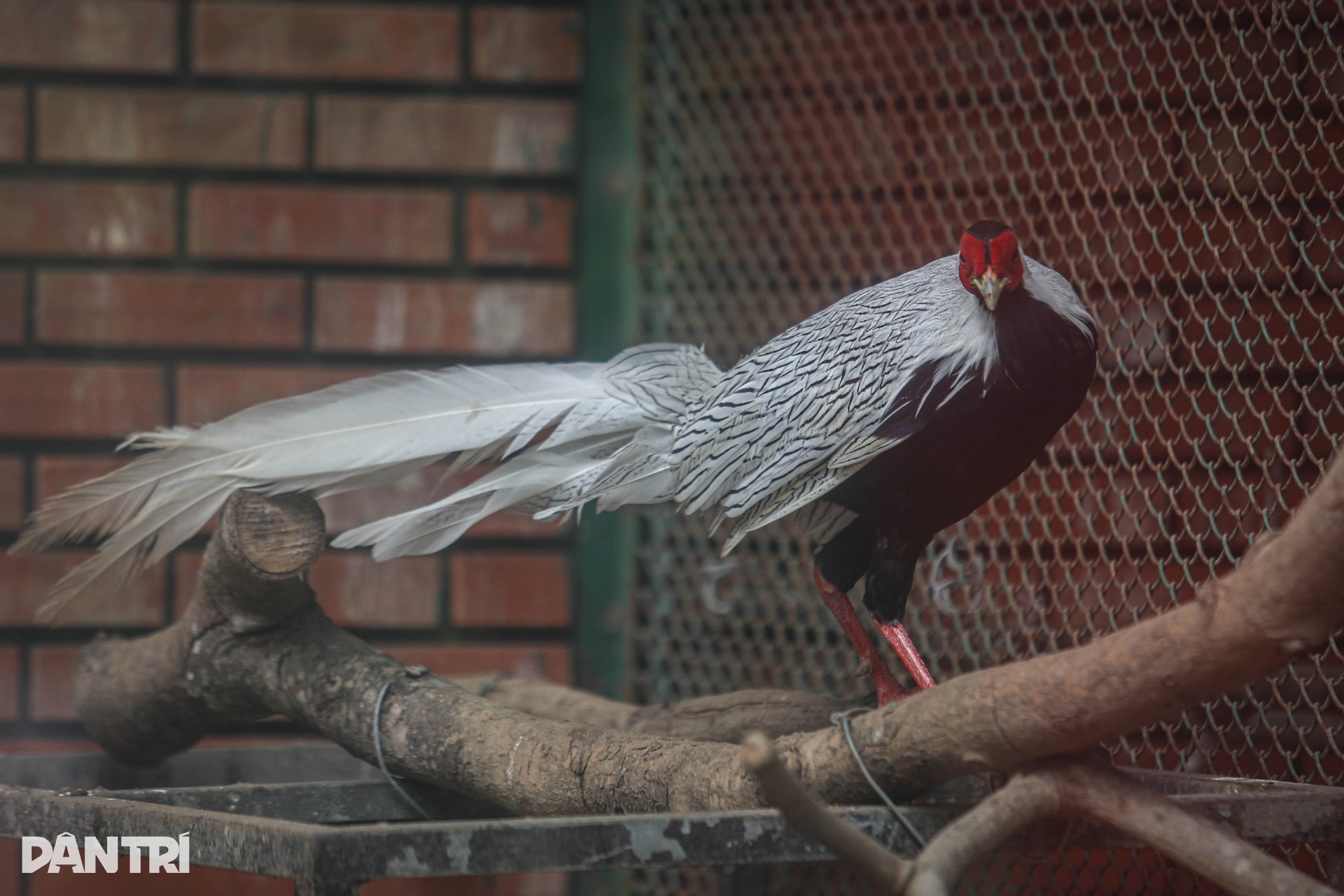 Cận cảnh đàn gà lôi trắng được nuôi ở Thảo Cầm Viên Sài Gòn - 11 Cận cảnh đàn gà lôi trắng được nuôi ở Thảo Cầm Viên Sài Gòn - 11