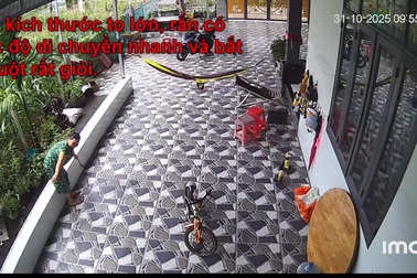 Người phụ nữ xử lý bình tĩnh khi rắn cỡ lớn trườn vào nhà