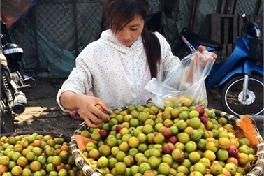 4.000 tấn mận Tàu về Việt Nam: Chị em mời nhau ăn hết