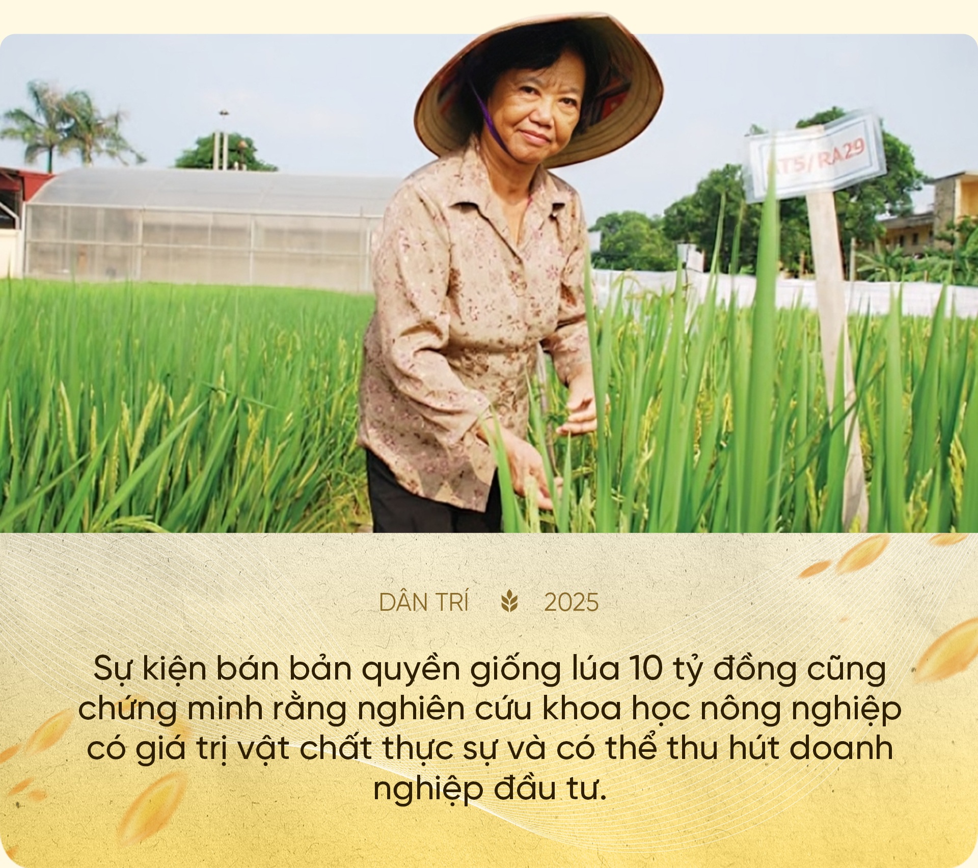 80 năm cây lúa Việt: Từ nạn đói 1945 đến hạt gạo ngon nhất thế giới - 13 80 năm cây lúa Việt: Từ nạn đói 1945 đến hạt gạo ngon nhất thế giới - 13