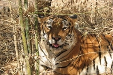 Cần làm rõ sự thật về tin đồn hổ dữ ở Bình Phước 