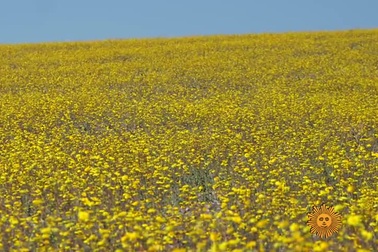 Hoa đua nở ở thung lũng Chết