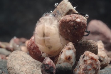 Xem ấu trùng dùng đá và tơ tạo nên “bộ áo giáp” kiên cố nhất thế giới động vật