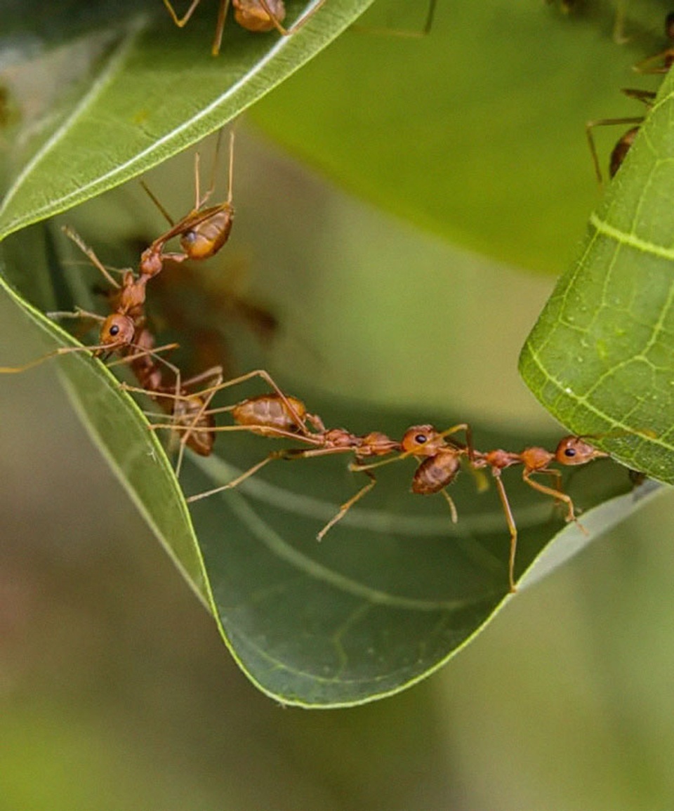 Ngắm bộ ảnh macro đẹp khó tin được thực hiện từ smartphone - 10 Ngắm bộ ảnh macro đẹp khó tin được thực hiện từ smartphone - 10