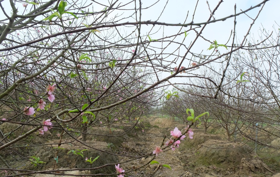 Chưa đến Tết Dương lịch, nhiều vườn đào đã bung nở - 1 Chưa đến Tết Dương lịch, nhiều vườn đào đã bung nở - 1
