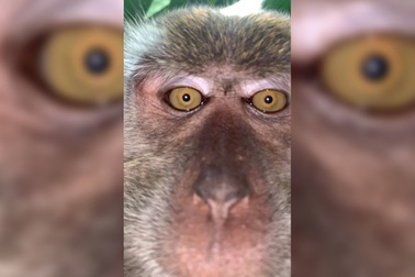 Khỉ “thó trộm” điện thoại rồi chụp ảnh tự sướng