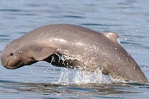 Cá heo sông Mê Công sắp tuyệt chủng