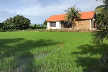 Gia đình Hà Nội về quê làm 5.000m2 ruộng vườn: Những “nỗi khổ” chưa kể