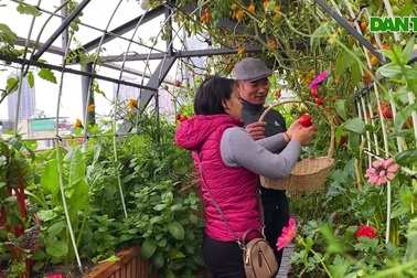 Chi gần tỷ đồng để "nuôi cá, trồng rau" trên sân thượng giữa lòng Hà Nội