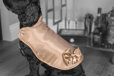 Áo dành cho chó đắt nhất mọi thời đại: Hơn 3 tỷ đồng/chiếc