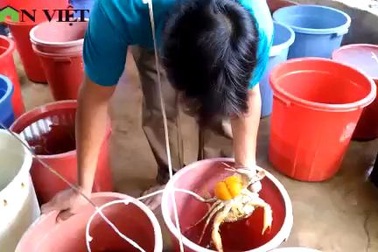 Thú vị nghề nuôi “vỗ béo” cua mẹ