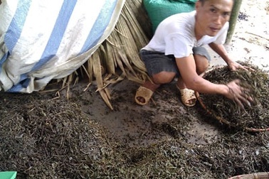 Tuyên Quang chấm dứt tình trạng sản xuất “chè bẩn”