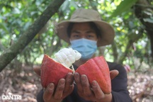 Nông dân đầu tiên làm chocolate từ ước mơ ấp ủ 20 năm trước