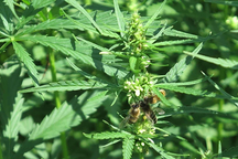 Trường hợp nào trồng, sử dụng cây gai dầu sẽ bị xử lý hình sự?