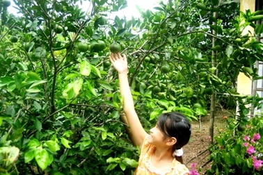 Khám phá làng Đại Bình - vựa trái cây Nam bộ ở Quảng Nam