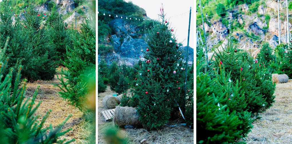 Vườn thông gần 2.000 gốc, khách đổ xô check-in ở Mộc Châu - 2 Vườn thông gần 2.000 gốc, khách đổ xô check-in ở Mộc Châu - 2