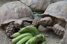 Rùa cạn “khổng lồ” giá vài chục triệu chơi tết Nguyên đán