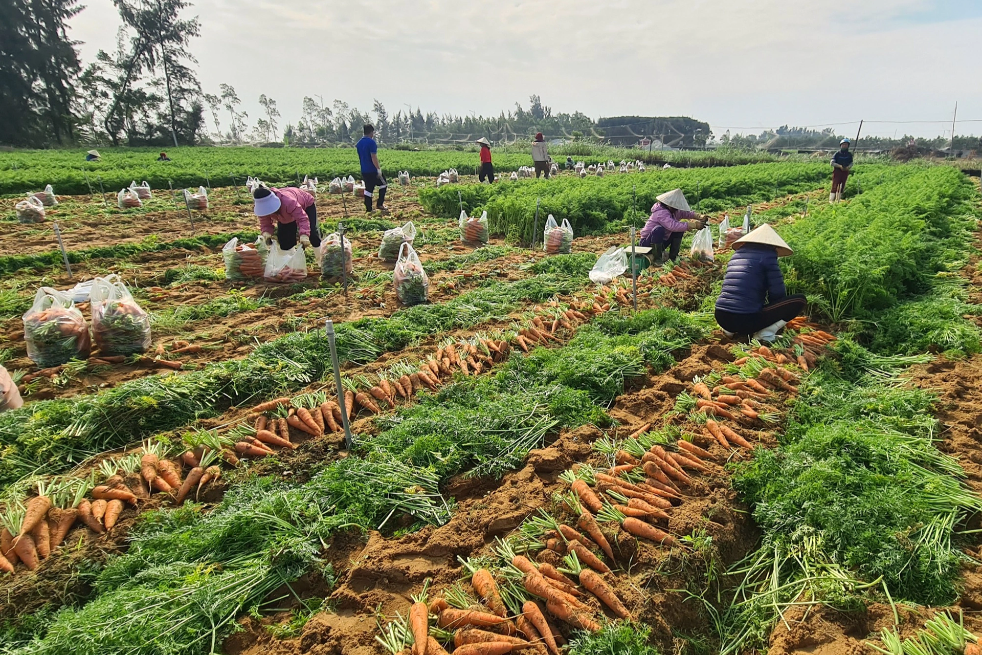 Nông dân lãi đậm nhờ liều trồng cà rốt vượt bão - 4