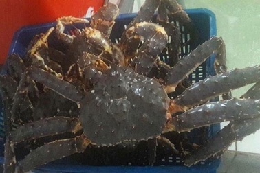 Đại gia Hà thành săn loài cua dài 1 mét giá 10 triệu đồng mở tiệc