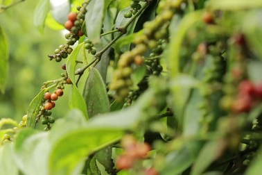 Nể phục với giải pháp sấy hồ tiêu của người phụ nữ Gia Lai