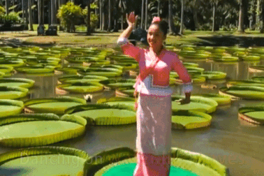 Loài hoa súng khổng lồ có đường kính 3m, chịu được sức nặng con người tới 70kg