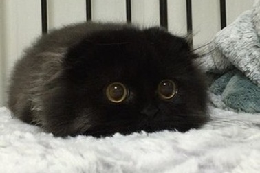 Chú mèo nổi tiếng trên Internet nhờ đôi mắt tròn cực đáng yêu