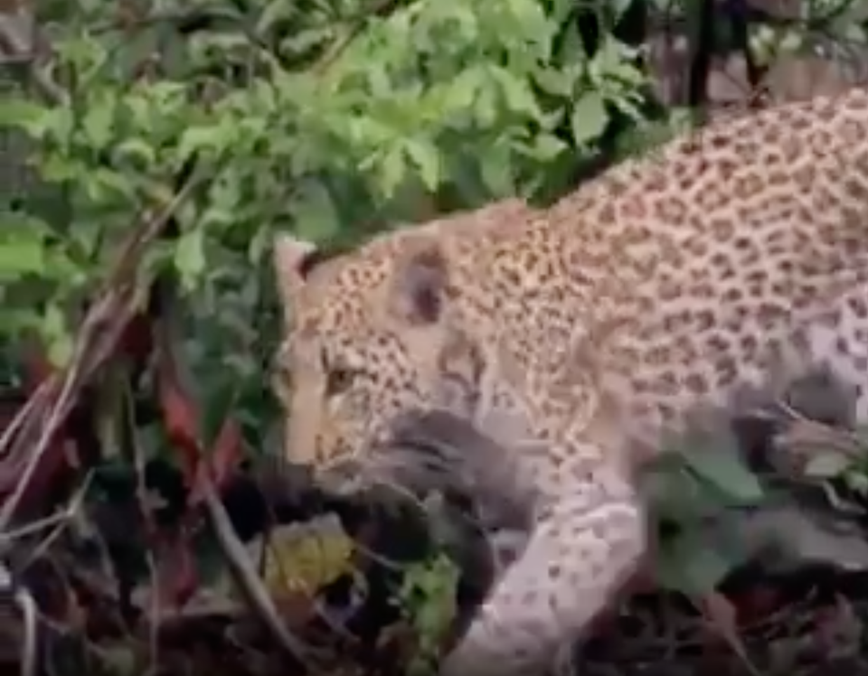 Xem chú ếch bé tẹo can đảm chiến đấu với báo hung hãn - 3