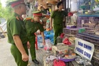 Thu giữ 220 cá thể chim di đá không rõ nguồn gốc ở Hà Nội