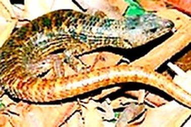 Quảng Bình: Phát hiện 2 loài bò sát mới