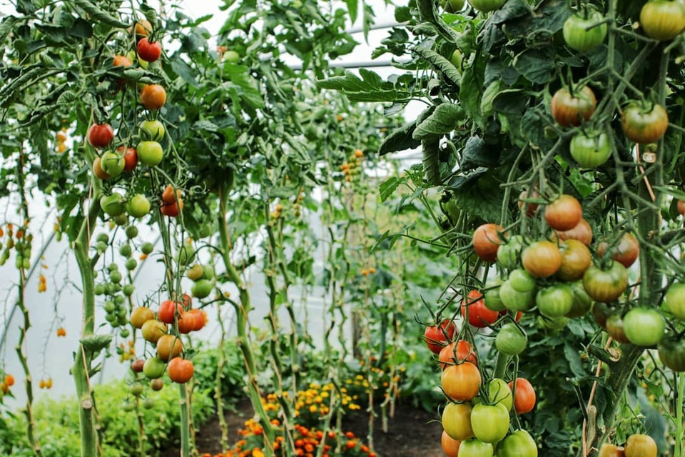 Vườn rau ngon, trái ngọt muốn ăn lúc nào cũng có của chàng trai phố thị - 5