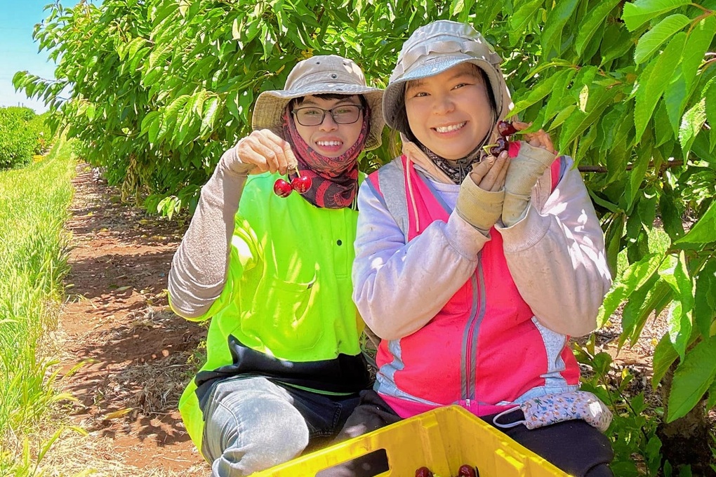 Lao động Việt làm nông ở Australia bật mí cách kiếm thu nhập cả trăm triệu - 1 Lao động Việt làm nông ở Australia bật mí cách kiếm thu nhập cả trăm triệu - 1