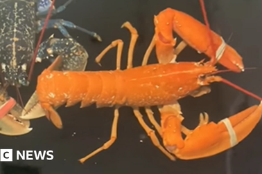 Bắt được tôm hùm có màu như đã nấu chín siêu hiếm, 10 triệu con mới có một