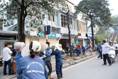 Tổng Thanh tra Chính phủ đề nghị Chủ tịch Hà Nội làm rõ cơ sở chặt hạ cây xanh