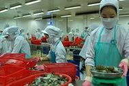 Doanh nghiệp Việt gặp khó vì quy định cấm nhập khẩu tôm của Úc