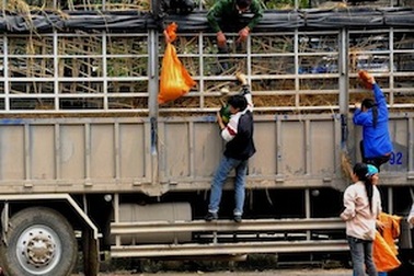 Công khai ăn cắp dưa trên các xe hàng ùn ứ ở Lạng Sơn