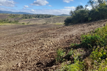 Hơn 5ha rừng phòng hộ bị lấn chiếm để trồng mía