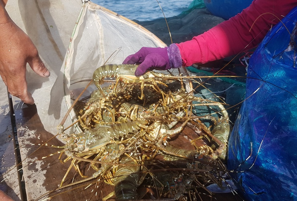Tôm hùm xanh rớt giá chưa từng thấy, tại Khánh Hòa còn 600 ngàn đồng/kg - 2 Tôm hùm xanh rớt giá chưa từng thấy, tại Khánh Hòa còn 600 ngàn đồng/kg - 2