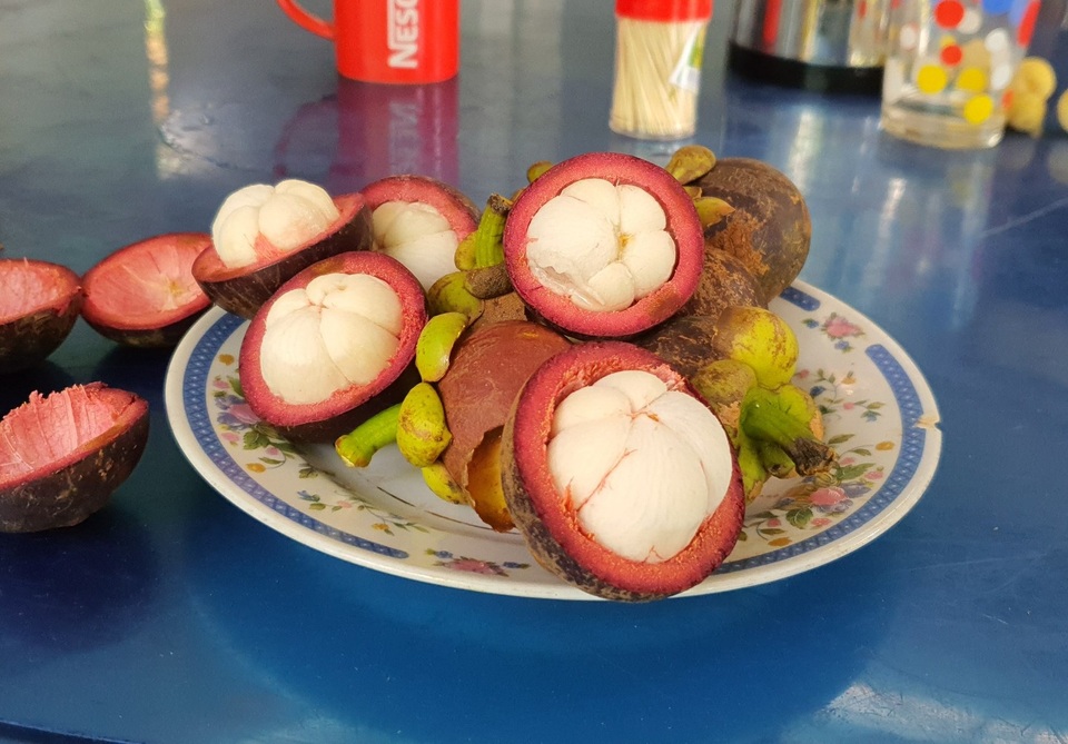 Loại cây xóa đói giảm nghèo có một không hai của người dân Quảng Nam - 3 Loại cây xóa đói giảm nghèo có một không hai của người dân Quảng Nam - 3