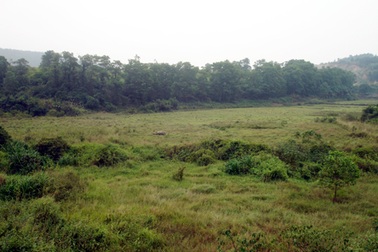 Trồng cây “chạy” đền bù