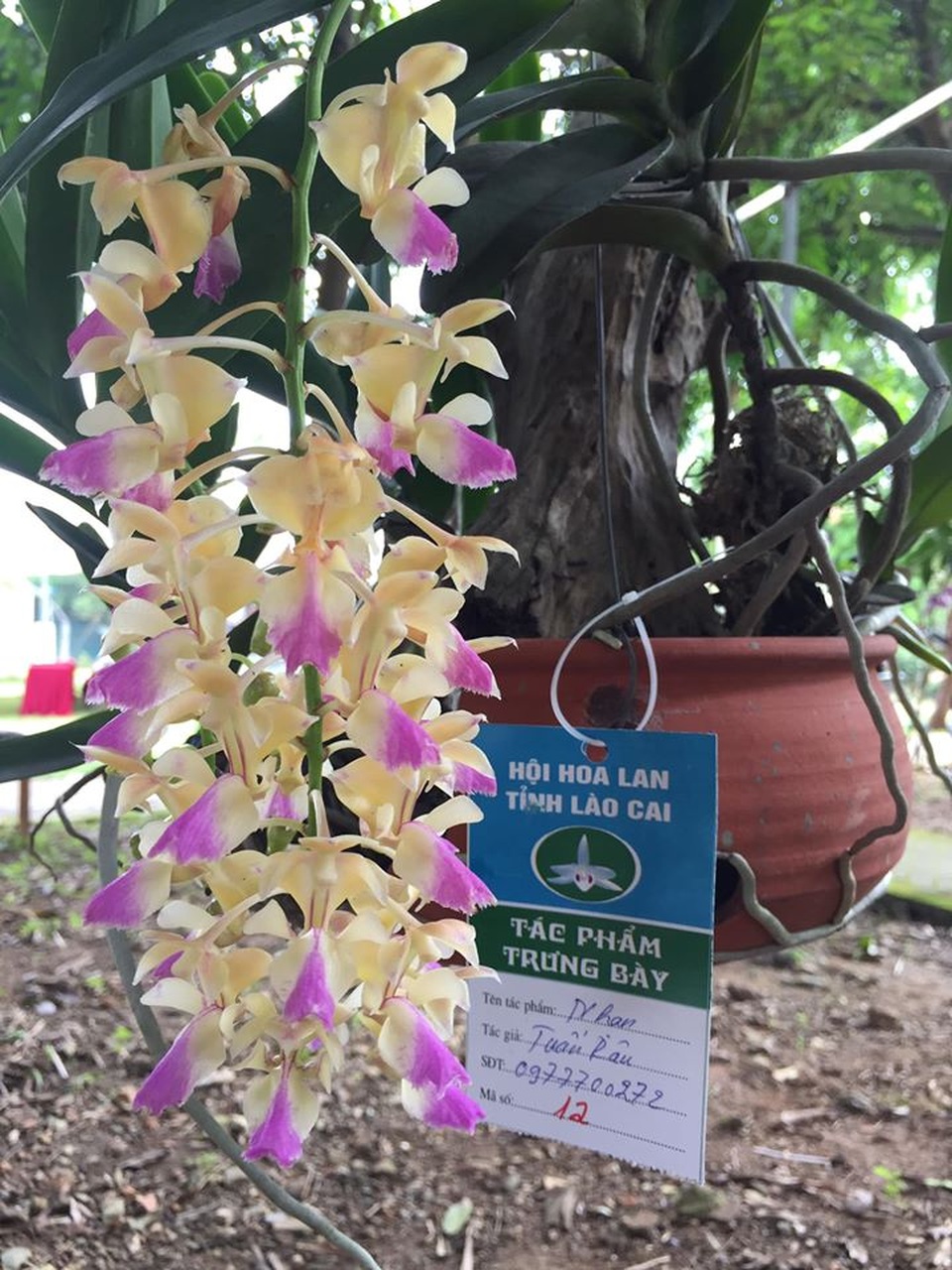 Chiêm ngưỡng những loài hoa hoa phong lan đẹp nhất Lào Cai - 7 Chiêm ngưỡng những loài hoa hoa phong lan đẹp nhất Lào Cai - 7