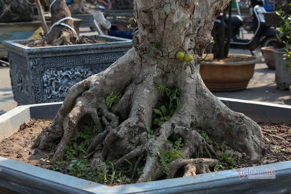 Chậu sung trăm tuổi trụi lá, hét giá 200 triệu đồng ở Hà Nội - 5 Chậu sung trăm tuổi trụi lá, hét giá 200 triệu đồng ở Hà Nội - 5