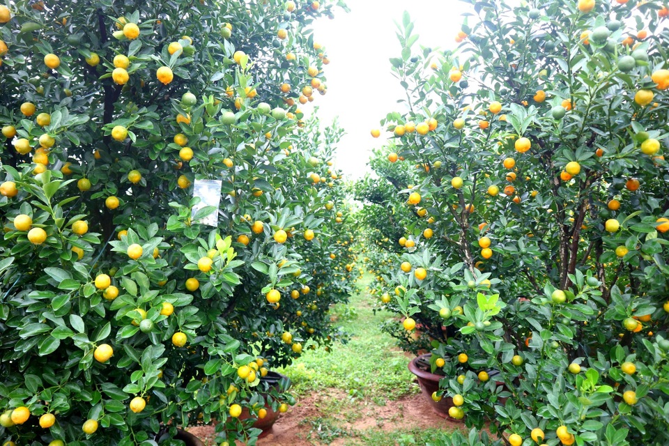 Thủ phủ quất cảnh miền Trung phấn khởi chờ mùa Tết bội thu - 6 Thủ phủ quất cảnh miền Trung phấn khởi chờ mùa Tết bội thu - 6