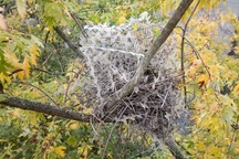 Chim sử dụng "vũ khí" của con người để bảo vệ tổ