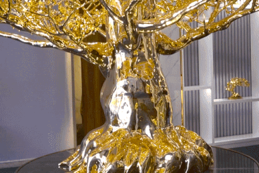 Ngắm cây mai mạ vàng lớn nhất Việt Nam