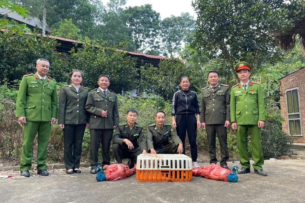 Phát hiện công Ấn Độ quý hiếm ở thác nước, người dân báo kiểm lâm - 1