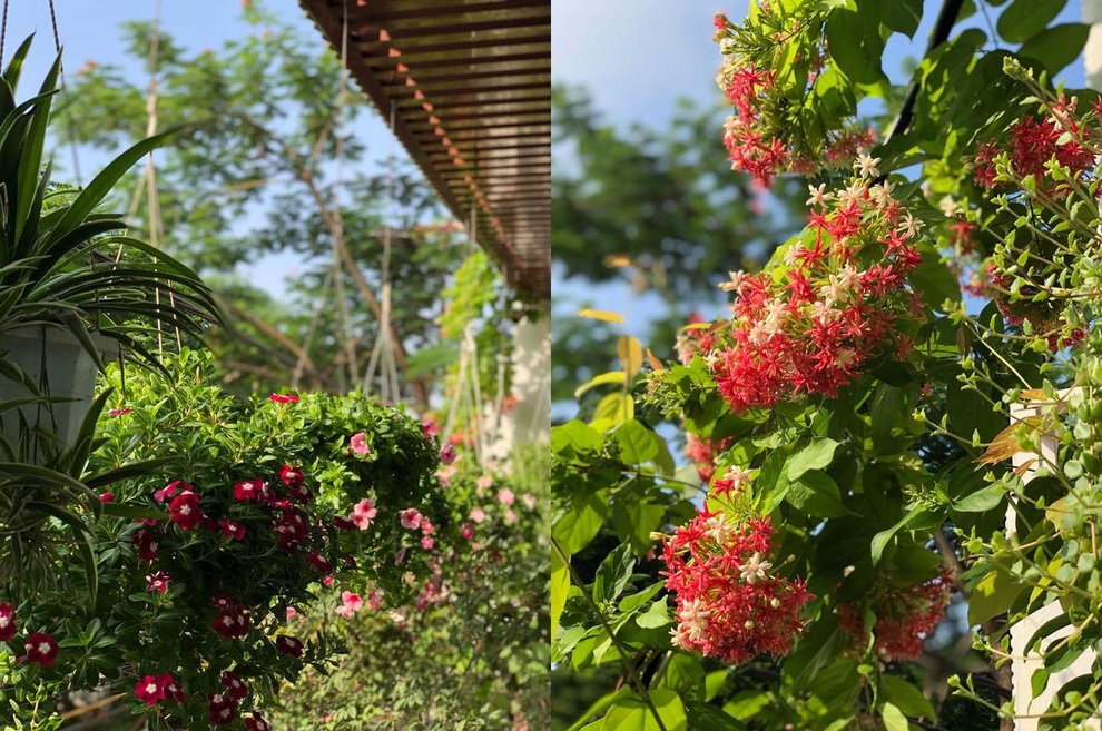 Vườn cổ tích hơn 20 loại hoa rực rỡ của nữ diễn viên tài năng ở Hà Nội - 6 Vườn cổ tích hơn 20 loại hoa rực rỡ của nữ diễn viên tài năng ở Hà Nội - 6