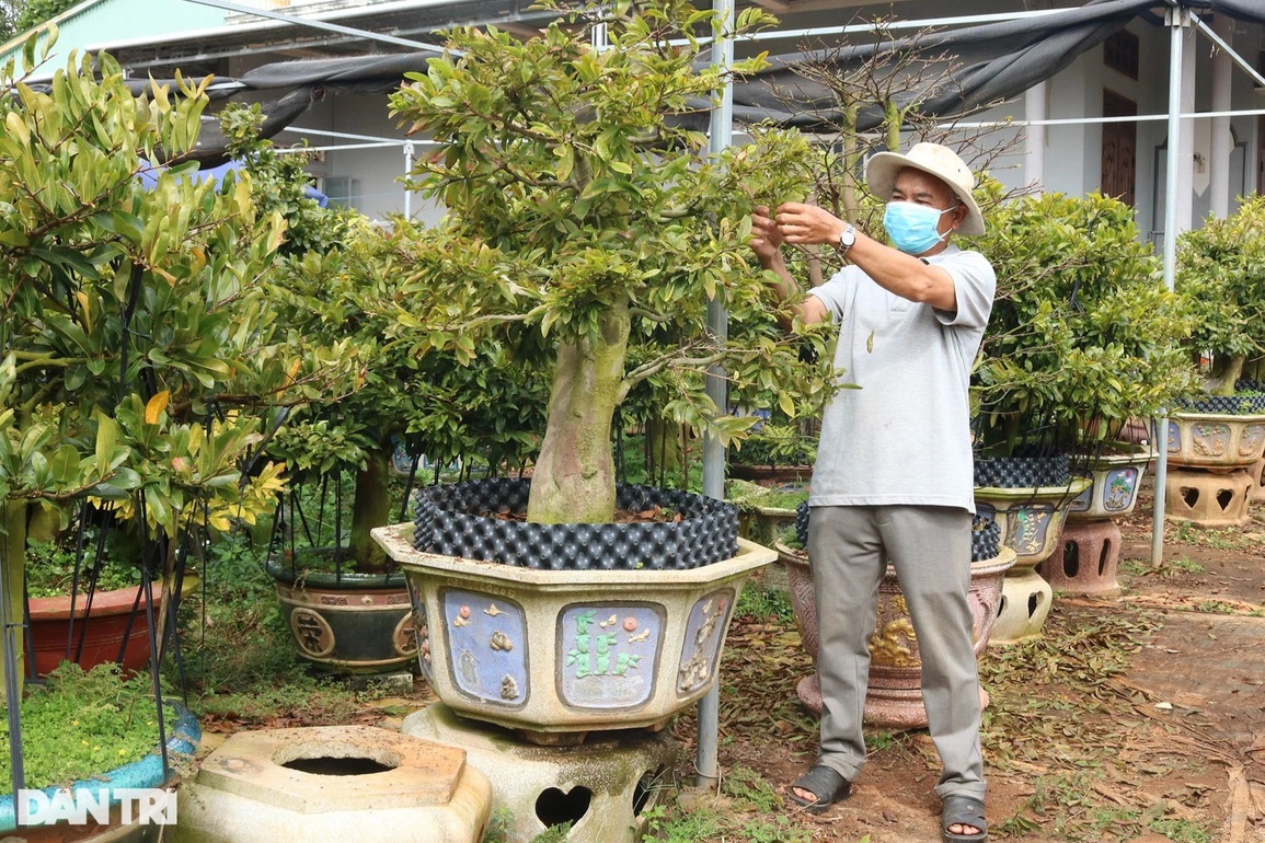 Làng mai Bình Định trên cao nguyên nín thở chờ Tết - 3 Làng mai Bình Định trên cao nguyên nín thở chờ Tết - 3