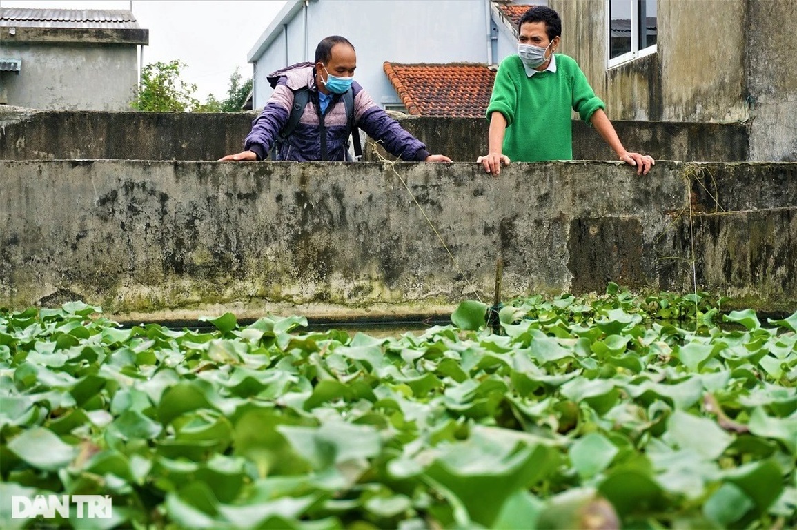 Nuôi con chân vịt, thịt gà, da trâu, đầu rắn, lão nông bon tay nhặt tiền - 13 Nuôi con chân vịt, thịt gà, da trâu, đầu rắn, lão nông bon tay nhặt tiền - 13